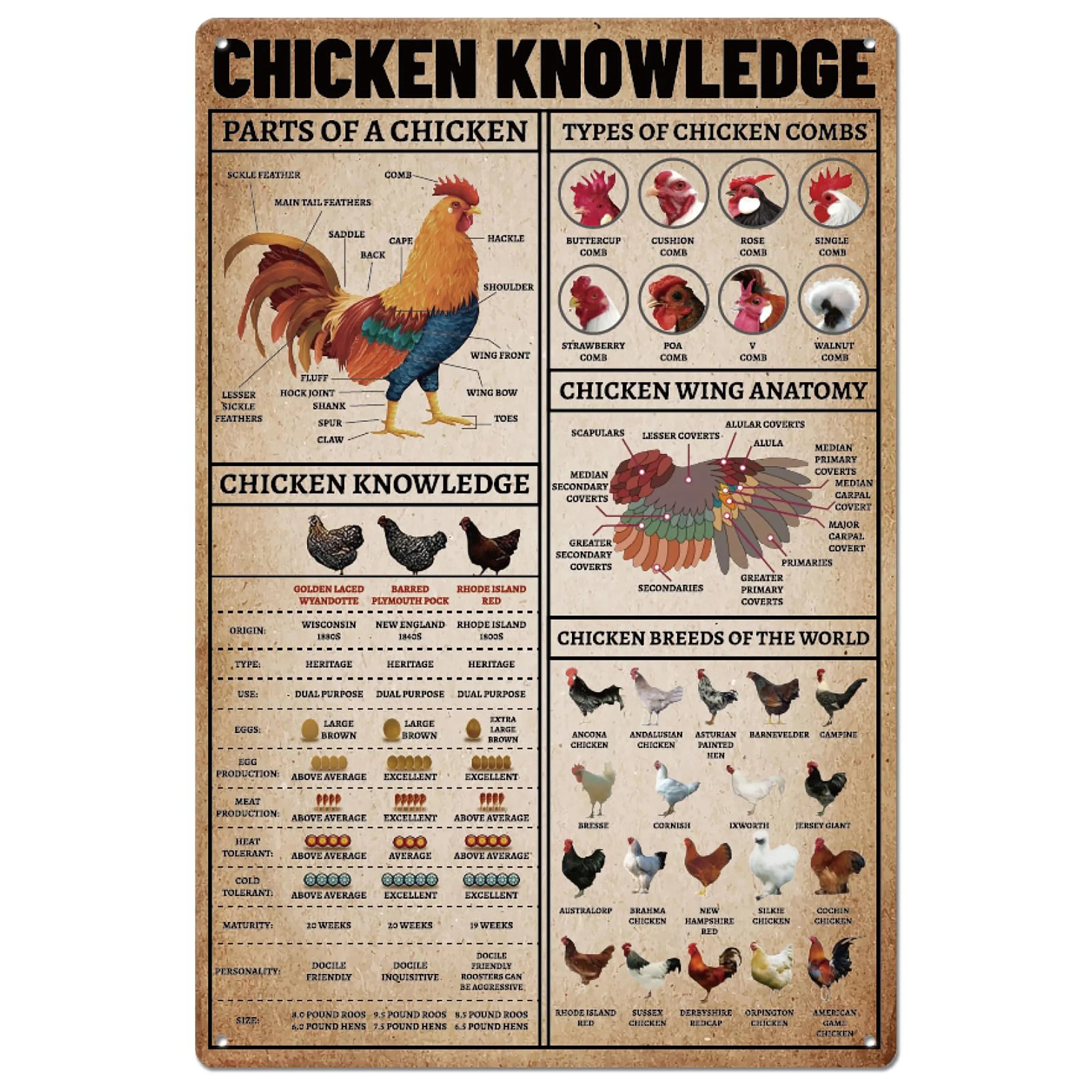 Charming Farm Chickens Vintage Metal Aluminum Signs  Colorful Visual Effect